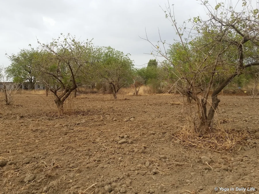 Gunda area after tractor work